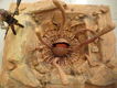 sarlacc